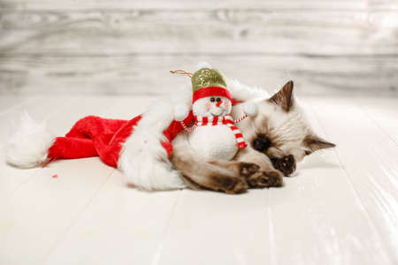 Kitten sleeps on floor wearing a Christmas hat. Baby cat slept through the new year. Cozy pet and snowman celebrates christmasの写真素材