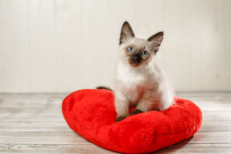 Kitten on a pillow in the shape of a heart. Baby cat celebrate Valentine's Day. Cozy romantic petの写真素材