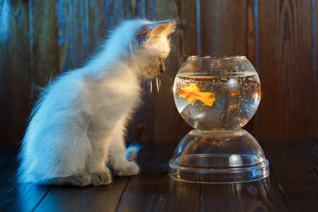 Ð¡ute kitten looks at a fish in an aquarium. Cat catches fish.の写真素材