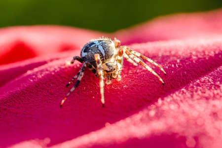 Spider cross. Wild dangerous poisonous arachnid. Arachnophobia. Fear of insects.の写真素材