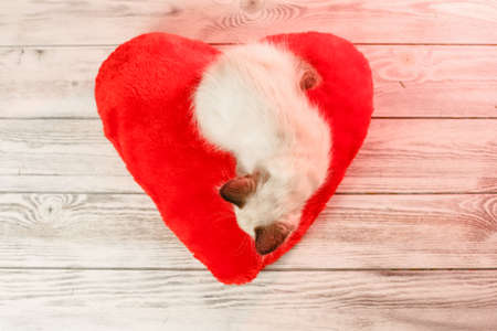Kitten on a pillow in the shape of a heart. Baby cat celebrate Valentine's Day. Cozy romantic petの写真素材