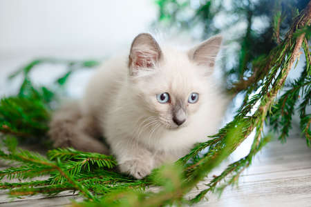 Kitten lies on the Christmas tree. baby cat celebrate christmas and new yearの写真素材