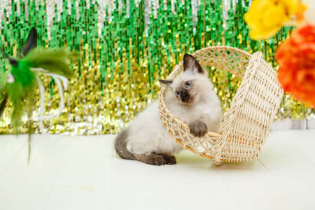 Kitten lies on the Christmas tree. baby cat celebrate christmas and new yearの写真素材