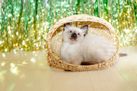 Kitten lies on the Christmas tree. baby cat celebrate christmas and new yearの写真素材