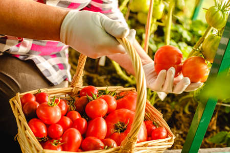 Harvesting tomatoes in the greenhouse. Harvest tomatoes in the farm garden. Fresh vegetables from the garden.の写真素材