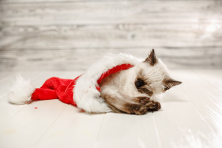 Kitten sleeps on the floor wearing a Christmas hat. Baby cat slept through the new year. Cozy pet celebrate christmasの写真素材