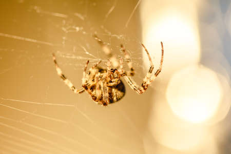 Spider cross. Wild dangerous poisonous arachnid. Arachnophobia. Fear of insects.の写真素材