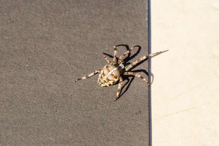Spider cross. Wild dangerous poisonous arachnid. Arachnophobia. Fear of insects.の写真素材