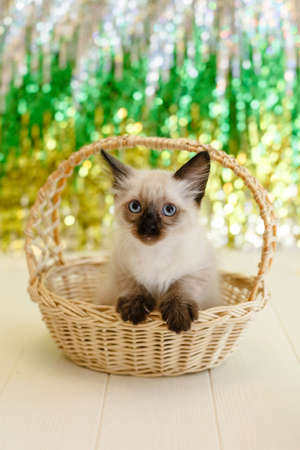 Kitten lies on the Christmas tree. baby cat celebrate christmas and new yearの写真素材