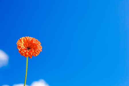 Yellow flowers against the sky. Bright spring and summer flowers. summertime scene. spring flowering.の写真素材