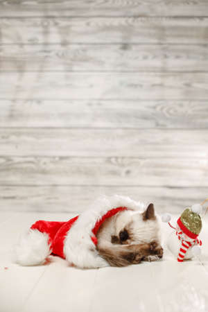 Kitten sleeps on floor wearing a Christmas hat. Baby cat slept through the new year. Cozy pet and snowman celebrates christmasの写真素材
