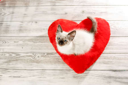 Kitten on a pillow in the shape of a heart. Baby cat celebrate Valentine's Day. Cozy romantic petの写真素材