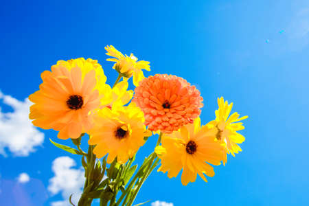 Yellow flowers against the sky. Bright spring and summer flowers. summertime scene. spring flowering.の写真素材