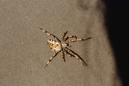 Spider cross. Wild dangerous poisonous arachnid. Arachnophobia. Fear of insects.の写真素材