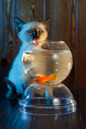 Ð¡ute kitten looks at a fish in an aquarium. Cat catches fish.の写真素材