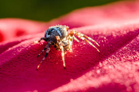 Spider cross. Wild dangerous poisonous arachnid. Arachnophobia. Fear of insects.の写真素材