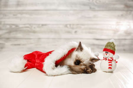 Kitten sleeps on floor wearing a Christmas hat. Baby cat slept through the new year. Cozy pet and snowman celebrates christmasの写真素材