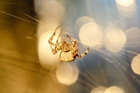 Spider cross. Wild dangerous poisonous arachnid. Arachnophobia. Fear of insects.の写真素材