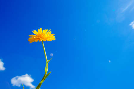 Yellow flowers against the sky. Bright spring and summer flowers. summertime scene. spring flowering.の写真素材