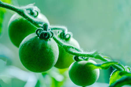 Tomatoes in the greenhouse. Harvest tomatoes in the farm garden. Fresh vegetables from the garden.の写真素材