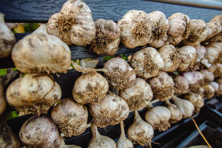 Harvest garlic in a garden bed. growing vegetables in the garden in the village. Root crops in the fall. autumn gatheringの写真素材