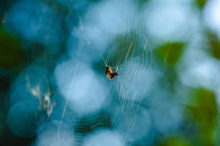 Spider cross. Wild dangerous poisonous arachnid. Arachnophobia. Fear of insects.の写真素材