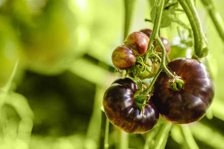 Black Tomatoes in the greenhouse. Harvest tomatoes in the farm garden. Fresh vegetables from the garden.の写真素材