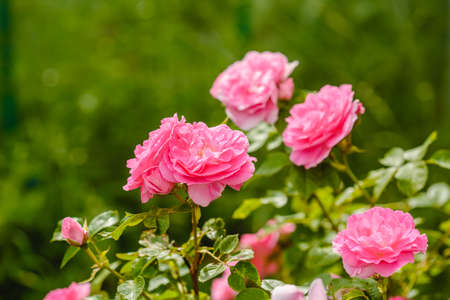 Roses in the garden. Flowering plants. Summer fragrant romantic Flowers.の写真素材