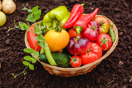 Harvest vegetables on the ground. Potatoes, carrots, beets, peppers, tomatoes, cucumbers, beans, pumpkin, onions and garlic. Autumn harvest farmersの写真素材
