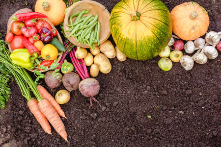 Harvest vegetables on the ground. Potatoes, carrots, beets, peppers, tomatoes, cucumbers, beans, pumpkin, onions and garlic. Autumn harvest farmersの写真素材