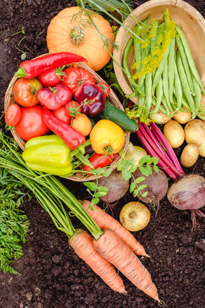 Harvest vegetables on the ground. Potatoes, carrots, beets, peppers, tomatoes, cucumbers, beans, pumpkin, onions and garlic. Autumn harvest farmersの写真素材