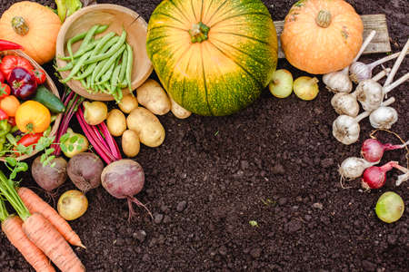 Harvest vegetables on the ground. Potatoes, carrots, beets, peppers, tomatoes, cucumbers, beans, pumpkin, onions and garlic. Autumn harvest farmersの写真素材