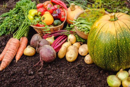 Harvest vegetables on the ground. Potatoes, carrots, beets, peppers, tomatoes, cucumbers, beans, pumpkin, onions and garlic. Autumn harvest farmersの写真素材