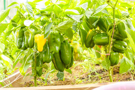 Peppers in the greenhouse. Harvest peppers in the farm garden. Fresh vegetables from the garden.の写真素材