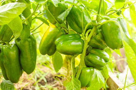 Peppers in the greenhouse. Harvest peppers in the farm garden. Fresh vegetables from the garden.の写真素材