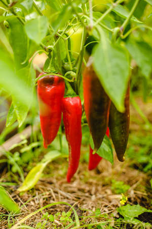 Peppers in the greenhouse. Harvest peppers in the farm garden. Fresh vegetables from the garden.の写真素材