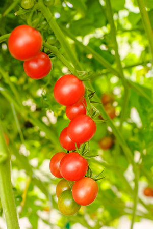 Tomatoes in the greenhouse. Harvest tomatoes in the farm garden. Fresh vegetables from the garden.の写真素材