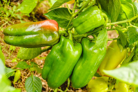 Peppers in the greenhouse. Harvest peppers in the farm garden. Fresh vegetables from the garden.