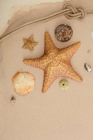 Seafood on a background of sand. Background about sea, ocean or tourism. About sailors, captains, underwater inhabitants. pirate treasures.の写真素材
