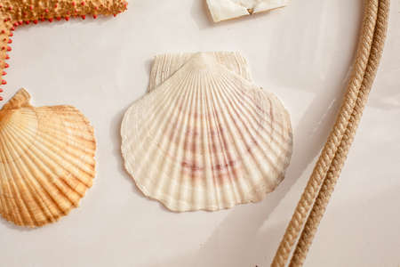 Seafood on a background of sand. Background about sea, ocean or tourism. About sailors, captains, underwater inhabitants. pirate treasures.の写真素材