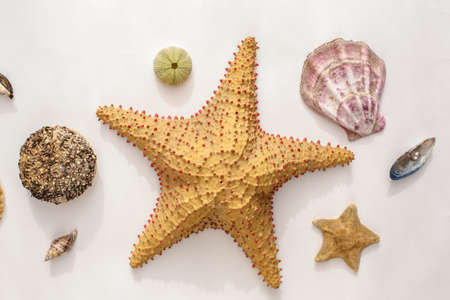 Seafood on a background of sand. Background about sea, ocean or tourism. About sailors, captains, underwater inhabitants. pirate treasures.の写真素材