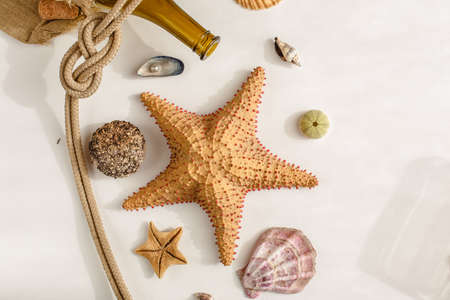 Seafood on a background of sand. Background about sea, ocean or tourism. About sailors, captains, underwater inhabitants. pirate treasures.の写真素材