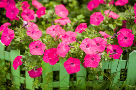 Petunia. Surfinia or calibrachoa. Pink flowers on a green summer background. spring bloomの写真素材