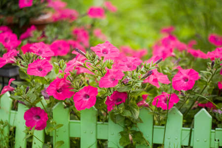 Petunia. Surfinia or calibrachoa. Pink flowers on a green summer background. spring bloomの写真素材
