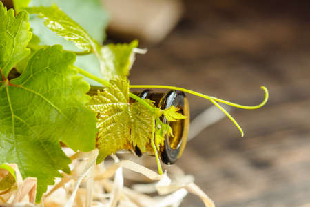 Wine bottle on a wooden background. Winemaking, sommelier.の写真素材