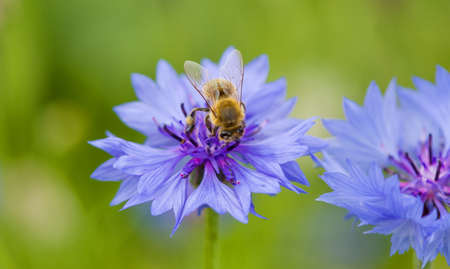 bee on cornflower flower. Insect collects nectar for honey. spring or summertime sceneの写真素材