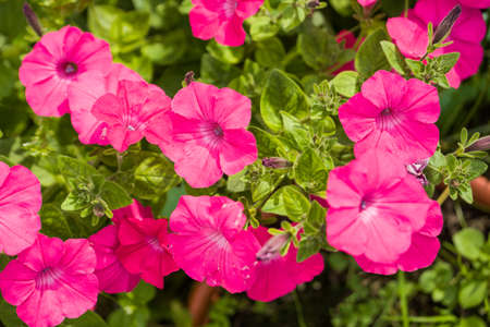 Petunia. Surfinia or calibrachoa. Pink flowers on a green summer background. spring bloomの写真素材