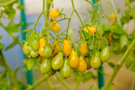 Tomatoes in the greenhouse. Harvest tomatoes in the farm garden. Fresh vegetables from the garden.の写真素材