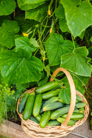 Harvest cucumbers in the greenhouse. A full basket of vegetables. summer harvestの写真素材