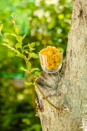 Raspberry yellow. Bright sweet summer berries. Vegetarian healthy dessert in a mug on the background of nature.の写真素材